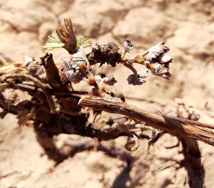 賀蘭山東麓25萬畝釀酒葡萄園遭霜凍，酒莊怎么樣了？