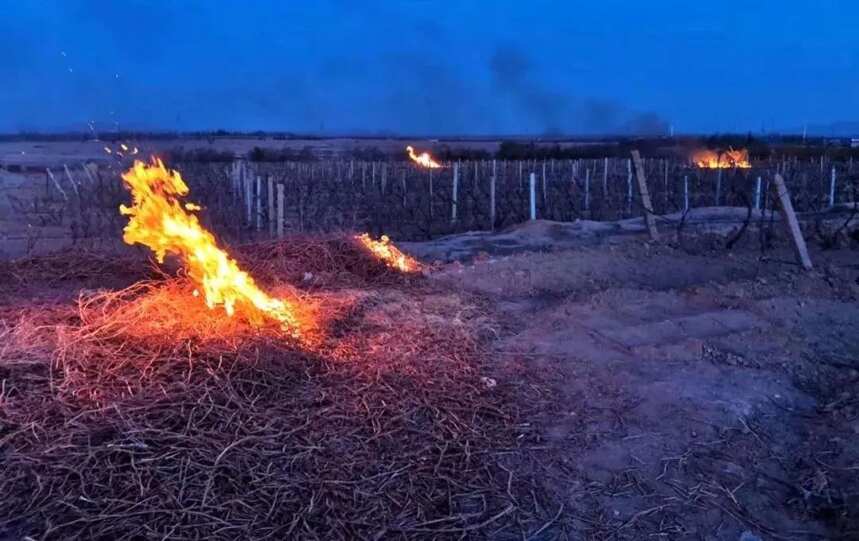 賀蘭山東麓25萬畝釀酒葡萄園遭霜凍，酒莊怎么樣了？