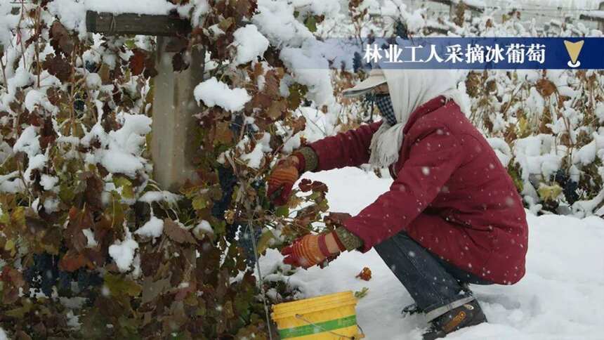 四川大學MBA（研修）校友會聯合四川省甘肅商會走進“祁連傳奇”，深度品味河西走廊，助推國產美酒進四川！