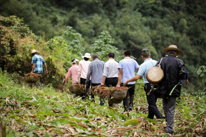 勁牌神農架酒業被認定為湖北省農業產業化重點龍頭企業