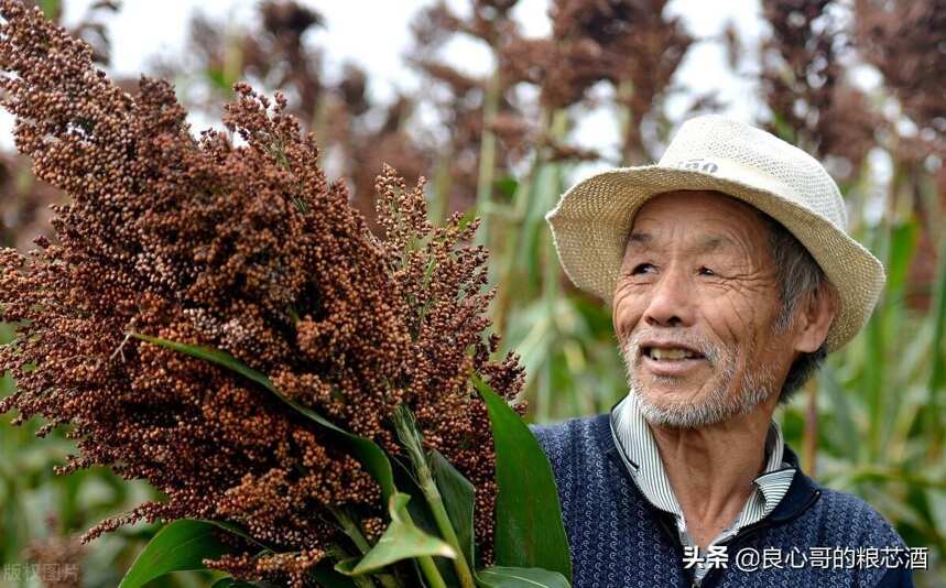 酒民：到底花多少錢才能買到純糧酒？白酒成本揭秘篇