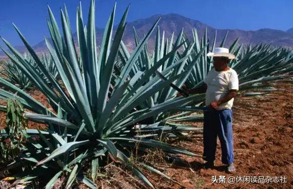 航海去，你帶龍舌蘭酒還是好望角酒？