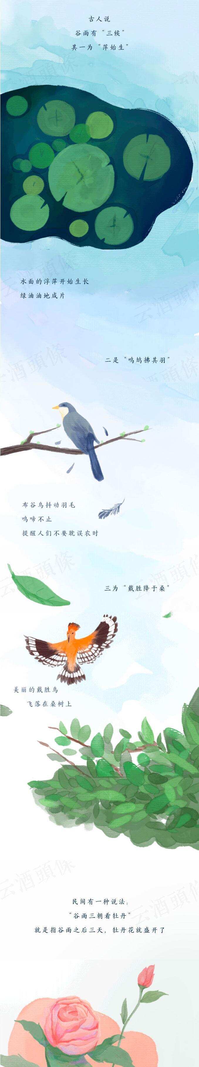 谷雨與洋河，這不是偶然