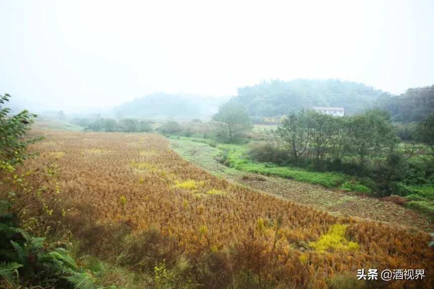 五糧液集團到象鼻街道、宗場鎮調研釀酒產業和特色小鎮規劃建設工作