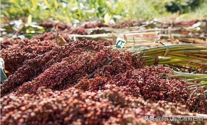 醬香酒三個獨特的工藝，都與紅纓子高粱有關