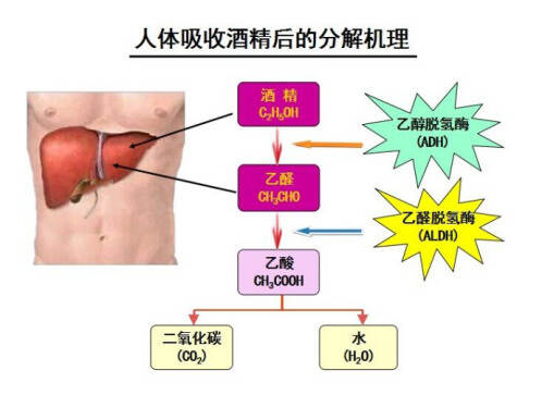 喝酒臉紅代表酒量好嗎？