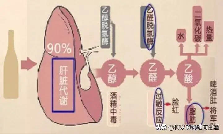 怎樣喝酒才會醉得慢一點？