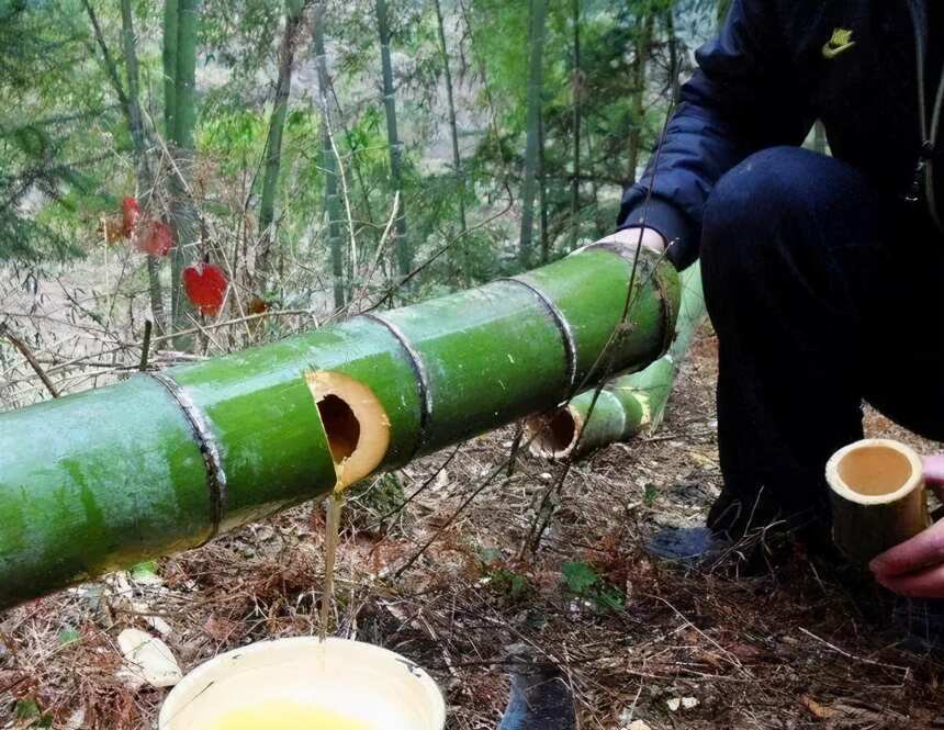 竹筒酒是怎么被裝進竹子里的？剛注入白酒就拿來賣，專坑不懂行的