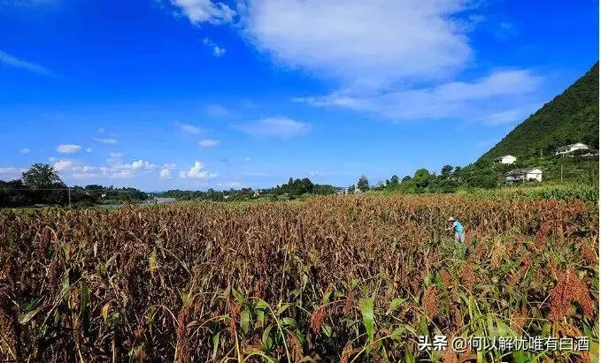 醬香酒三個獨特的工藝，都與紅纓子高粱有關