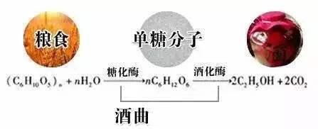 糧是酒之肉，曲是酒之骨，你知道曲的種類有多少嗎？