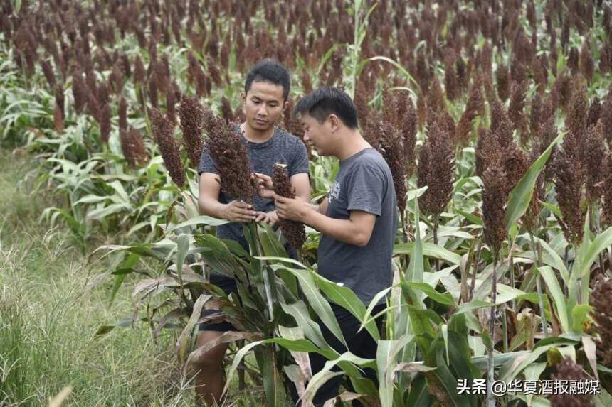 高粱地里建“第一車間”，江小白的萬畝高粱豐收了