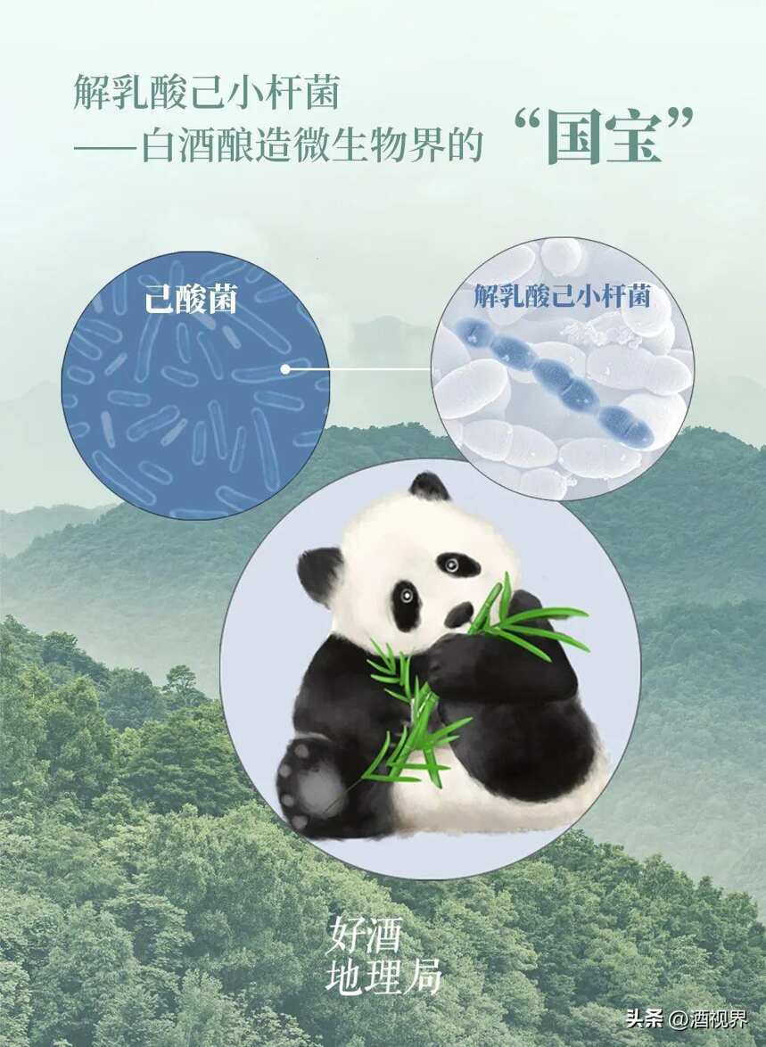 里程碑事件！徐巖團隊發現白酒釀造微生物界的“大熊貓”