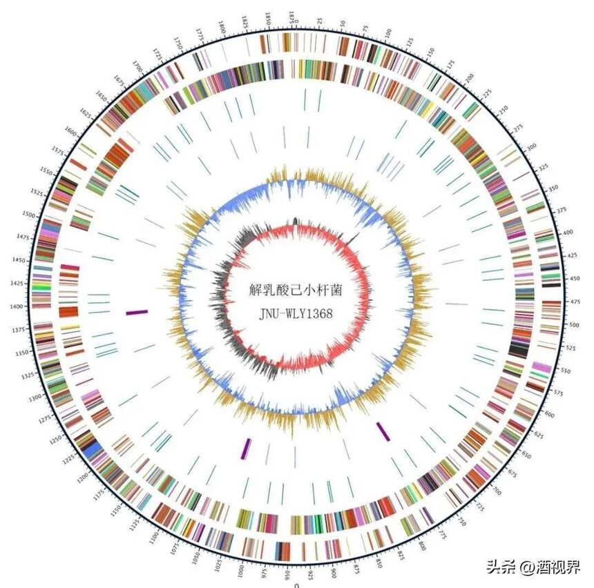 里程碑事件！徐巖團隊發現白酒釀造微生物界的“大熊貓”