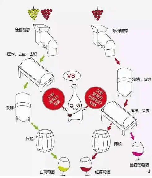 白葡萄酒與紅葡萄酒的區別，從用料到口感不盡相同