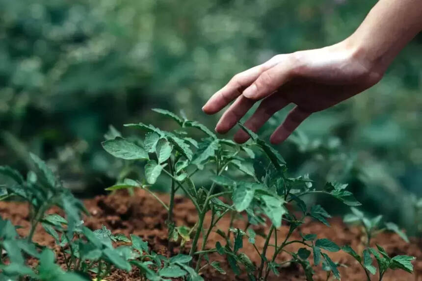 國密董酒百草香：以更健康的高端白酒出現