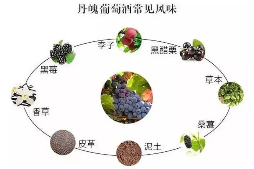 釀葡萄酒的葡萄品種有哪些？詳解全世界最流行的 24 大葡萄品種