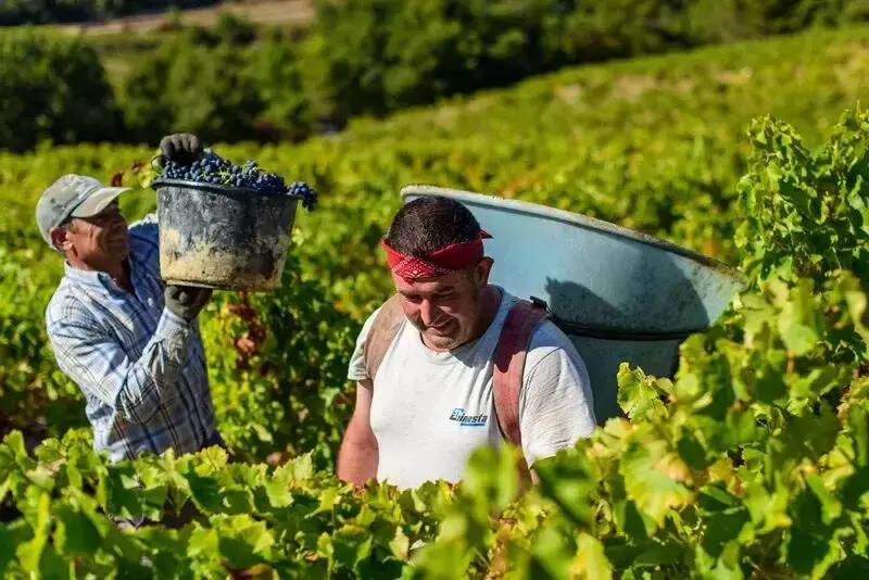 探秘葡萄酒釀造全過程（葡萄酒釀造工藝流程）