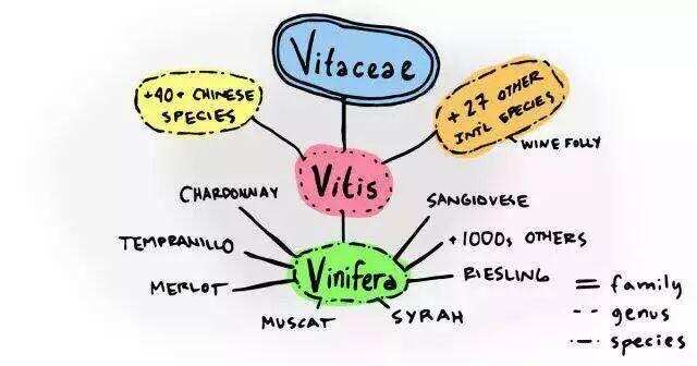 揭秘｜釀酒葡萄來源于同一祖先？是真的！