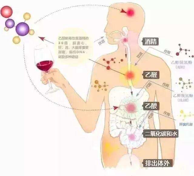 急！年關將至，酒量到底能不能練出來？