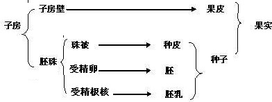 有趣丨吃葡萄不吐葡萄皮？是真的！