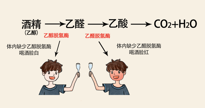 不懂喝酒段子怎能行？