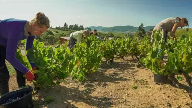 酒伯樂：讓全球同步歡騰的博若萊新酒