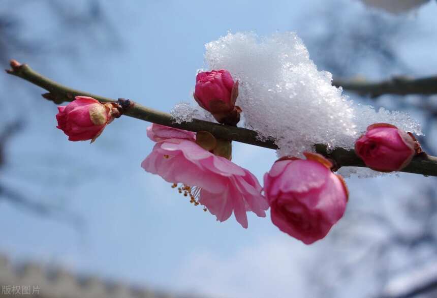 釀酒技術：傳成酒械教您梅花酒做法