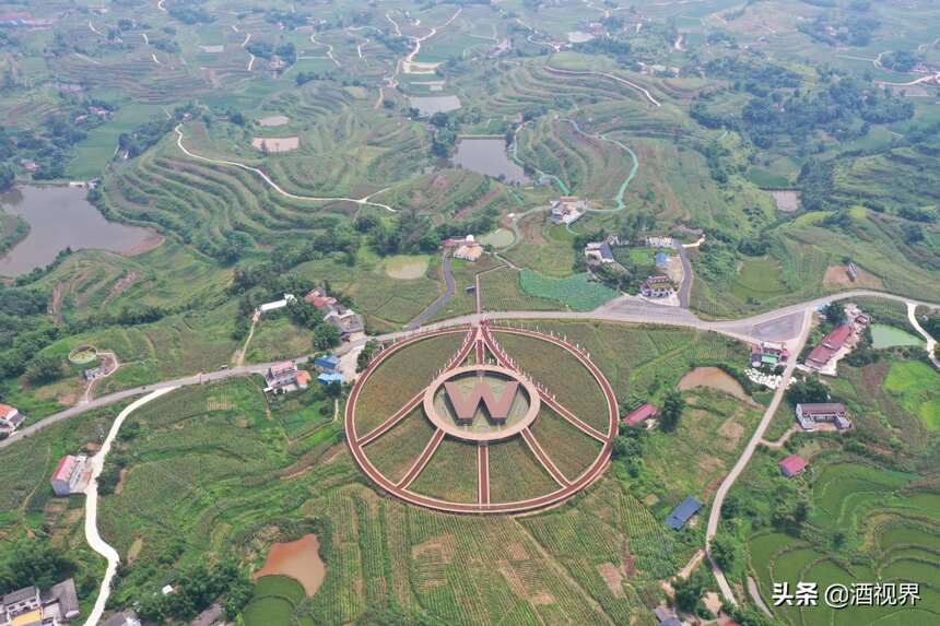 種道地好糧 溯源探秘五糧液專用糧基地