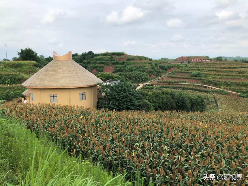 種道地好糧 溯源探秘五糧液專用糧基地