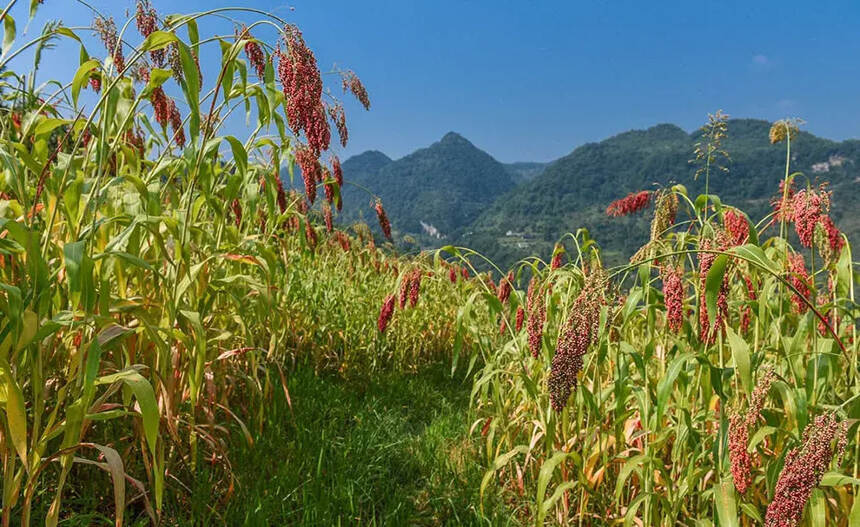 樸實無華的它，為什么成為釀造醬酒重要原材料