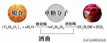 糧是酒之肉，曲是酒之骨，你知道曲的種類有多少嗎？