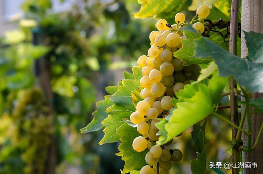 同樣是葡萄酒，為什么白的比紅的好喝？內行人：不同的發酵方式