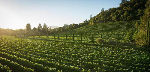 博深酒莊 Boeschen Vineyards