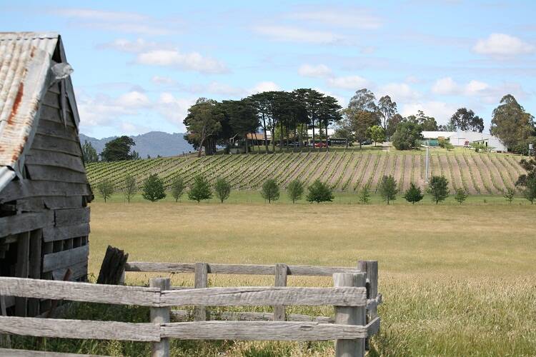 瑪麗山酒莊 Mount Mary Vineyard