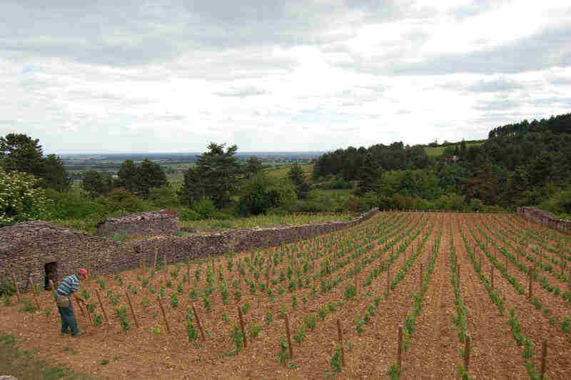 伯納德·米約酒莊 Domaine?Bernard?Millot