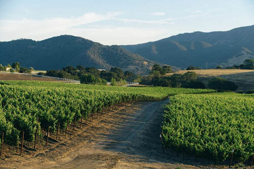 基姆西酒莊 Kimsey Vineyard