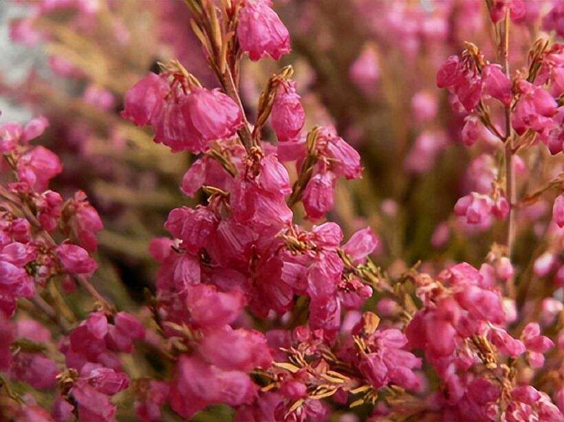 誕生于花海的波爾多二級莊——玫瑰山