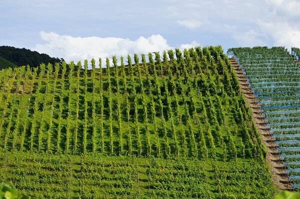 馬斯卡德科特斯格蘭德利 Muscadet Cotes de Grandlieu