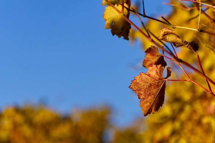 彌溯酒莊 Mistletoe Winery