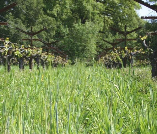 卡奈帕-科赫酒莊 Canepa Koch Wine Cellars