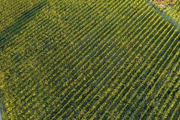 凱西龍園 Clos du Cras Long