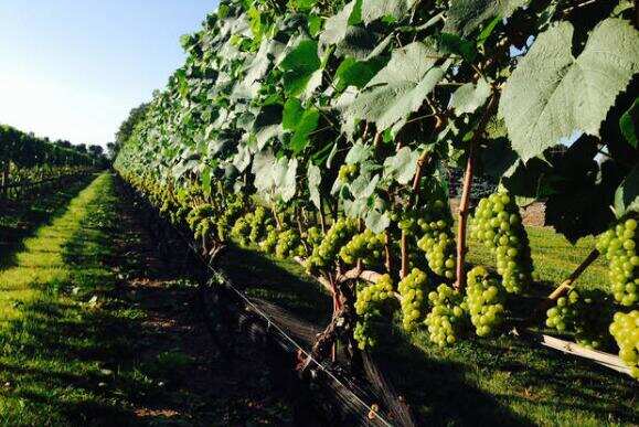 法斯蒂尼酒莊 Faustini Winery