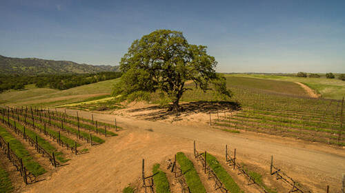 貝耶莎·蓋普酒莊 Berryessa Gap Vineyards