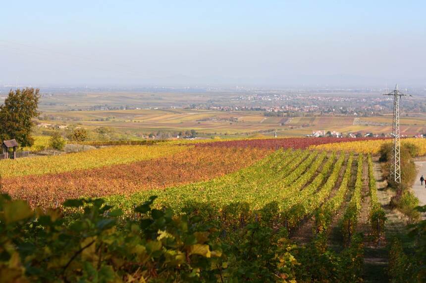 維爾尼提德勒多羅米蒂 Vigneti delle Dolomiti