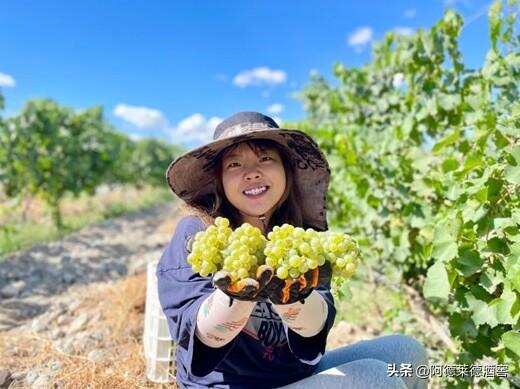 寧夏賀蘭山東麓葡萄酒產區迎來2021年榨季