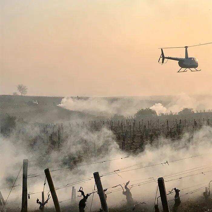 深陷疫情又碰到霜凍，法國酒農們真太難了