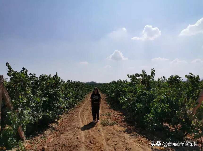 “留世酒莊”讓人“留連忘返”~~“寧夏烤羊”遇到“餓狼傳說”