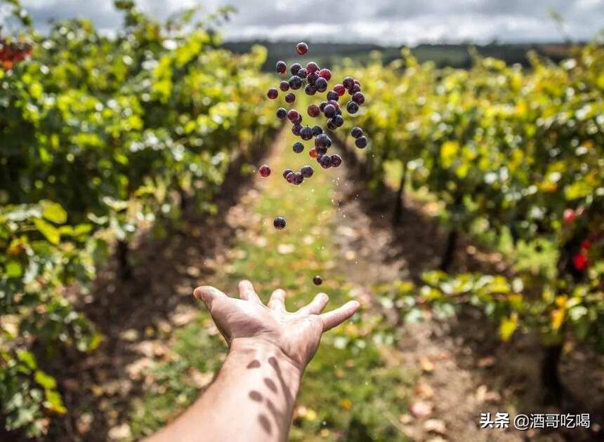 紅酒入門，有哪些著名國家、著名產區的著名葡萄酒？