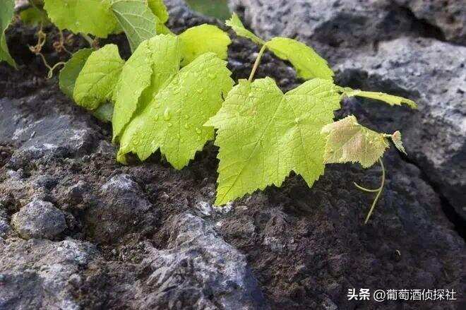 火山土壤的葡萄酒，是種什么味道？盤點全球火山土壤產區