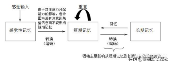 為什么醉酒的人還能認清回家的路，醒來后就不記得了？